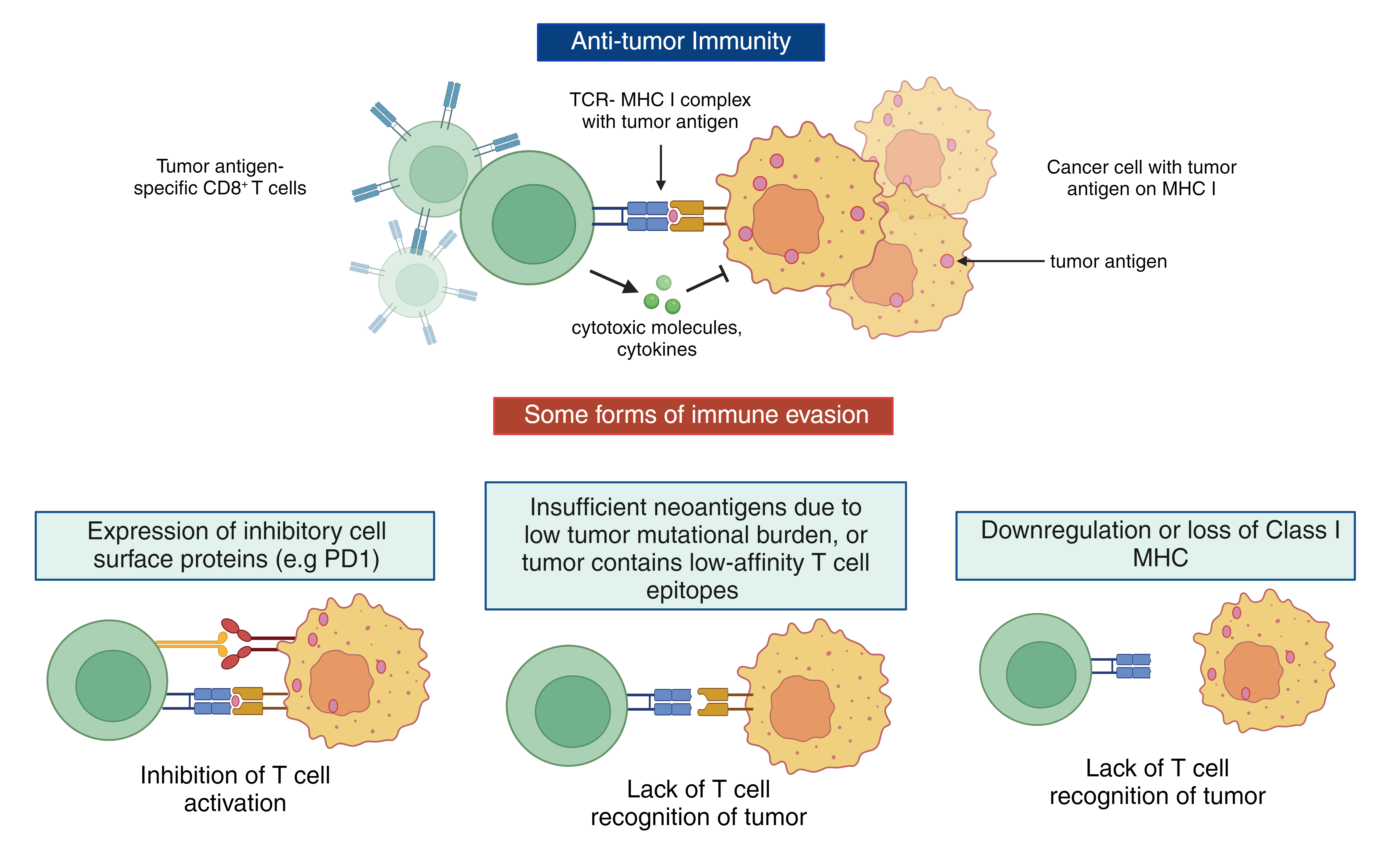 image_descringing_forms_of_immune_evasion